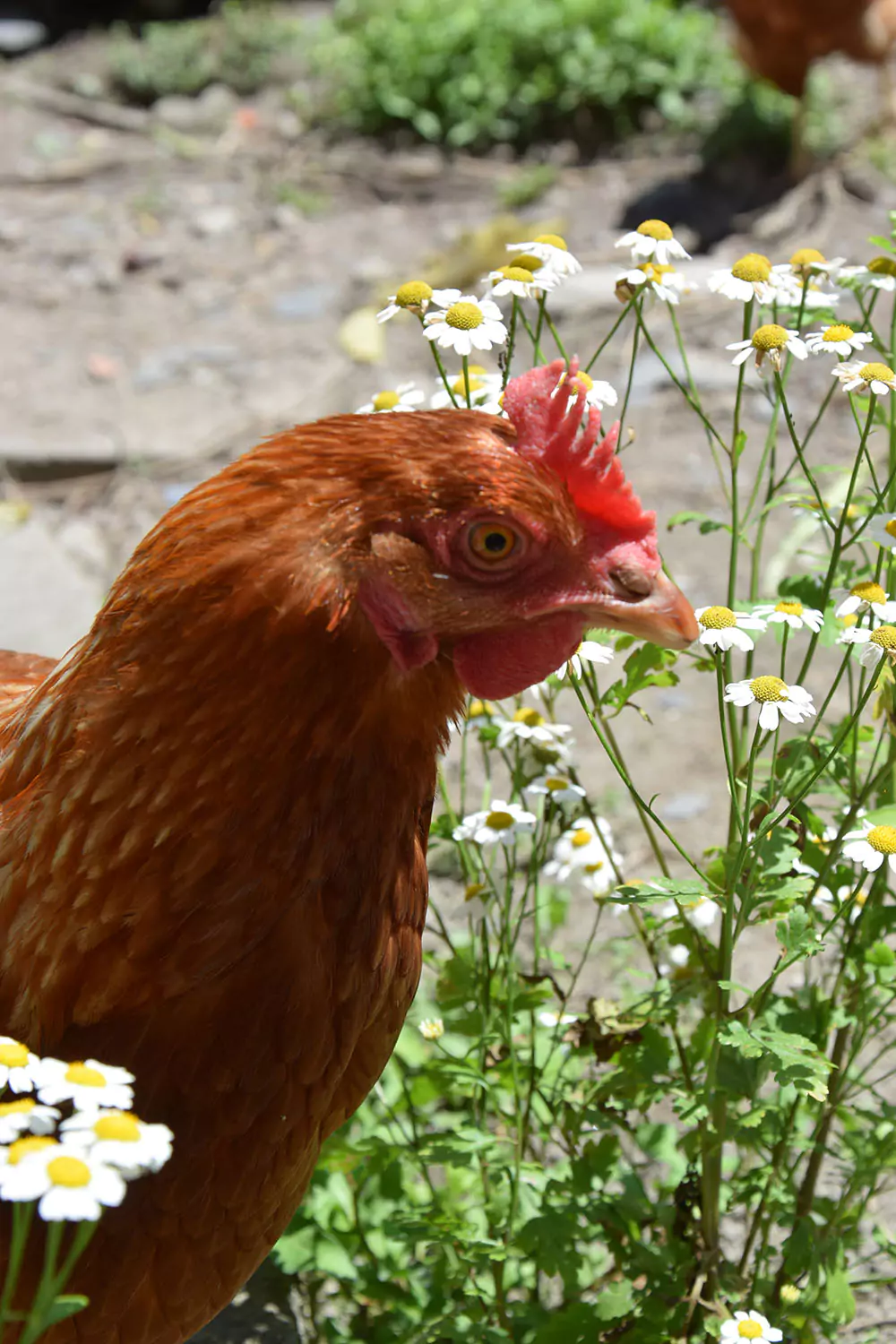 Photo d'une poule en extérieur'